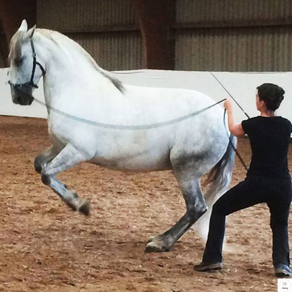 Deinen Traum als Reitlehrer verwirklichen Reitkunst Horsemanship in Echzell 