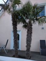 Zwei große Palmen (Trachycarpus fortunei) Nordrhein-Westfalen - Lotte Vorschau