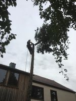 Baumfäller Baumkletterer Baumpfleger Baumkontrolleur Baden-Württemberg - Mainhardt Vorschau