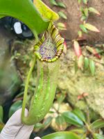 Nepenthes Truncata x (Ephippiata x Maxima) / Kannenpflanze / XL Nordrhein-Westfalen - Gütersloh Vorschau