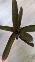 Neoregelia green diamont (Vriesea green diamont) Baden-Württemberg - Steinheim Vorschau