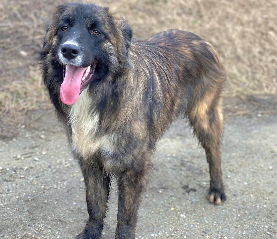 Plüschbär DUKE ❤️ sucht seinen eigenes Zuhause in Wedel