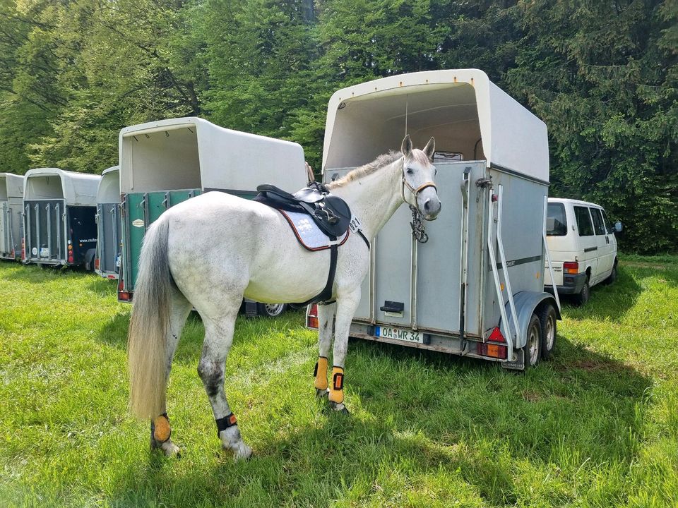 Andalusier Stute in Waltenhofen