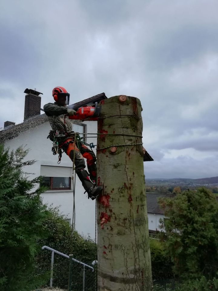 Baumfällung|Baumpflege|Baumkontrolle in Scheden