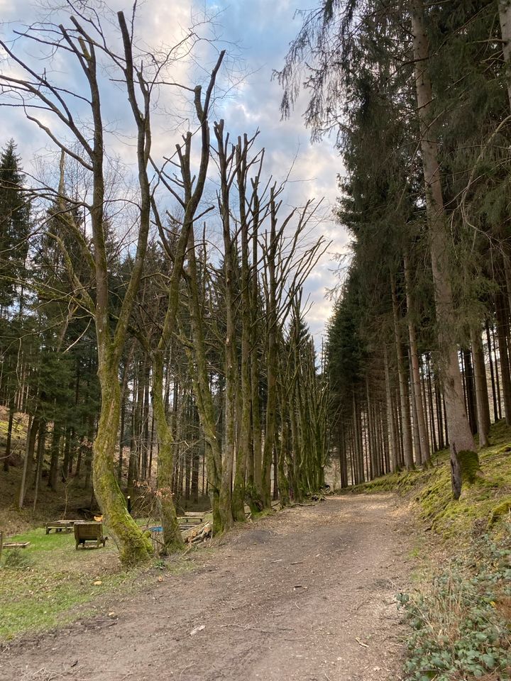 Baumpflege,Baumfällung,Heckenschnitt,Rodung,Rindenmulch in Lennestadt