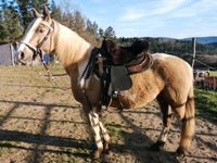 Pflegebeteiligung GESUCHT Horsemanship/Bodenarbeit Bayern - Waldaschaff Vorschau