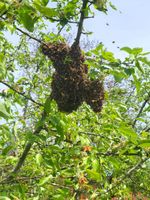 Bienenschwärme, Bienenvölker, Ableger Bienen Zander Bayern - Wartmannsroth Vorschau