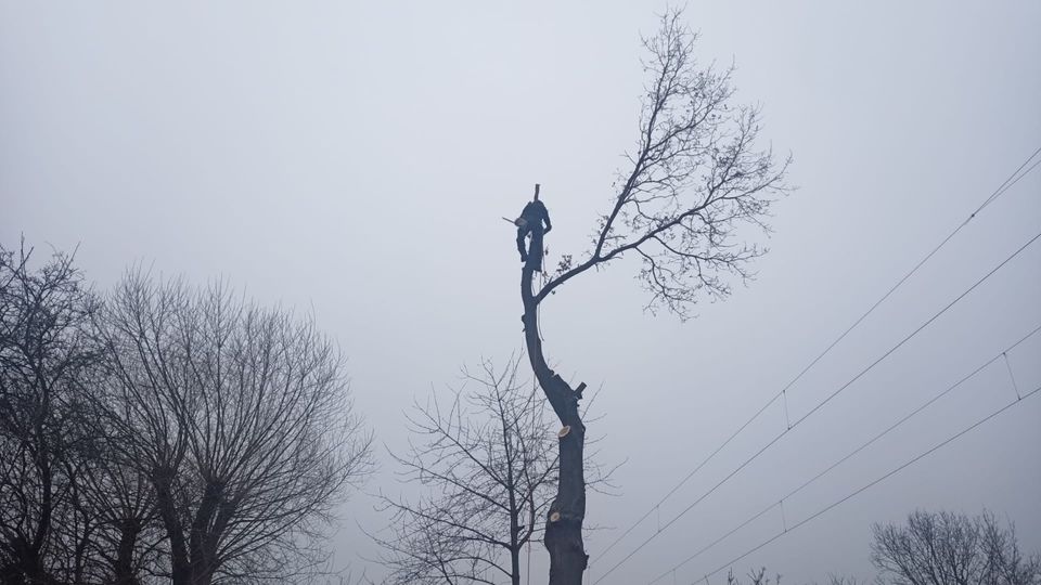 Baumpflege, Baumfällung, Sturmschaden, Baumstumpfentfernung in Tangstedt 