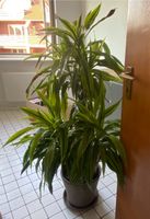 Drachenbaum “Dracaena fragrans” Niedersachsen - Seelze Vorschau