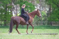 Rackinghorse Stute, Gangpferd Niedersachsen - Ribbesbüttel Vorschau