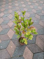 Garten Stauden, schöne Sonnenblumen Pflanze. Nordrhein-Westfalen - Krefeld Vorschau