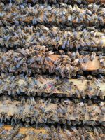Bienenvölker Carnica ohne Rähmchen zu verkaufen. Baden-Württemberg - Sindelfingen Vorschau