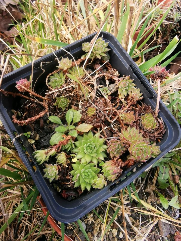 Sempervivum macedonicum Ableger in Herrieden