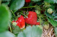Erdbeerpflanze, Erdbeere, biologisch, bio, Garten Niedersachsen - Horneburg Vorschau