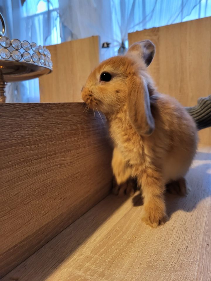 Sind sehr liebevolle Hasen in Sinzig