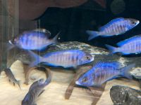 Malawi Placidochromis Mdoka WhiteLip Bayern - Vohburg an der Donau Vorschau