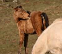 nette Appaloosa Quarter Horse jungstute Hessen - Morschen Vorschau