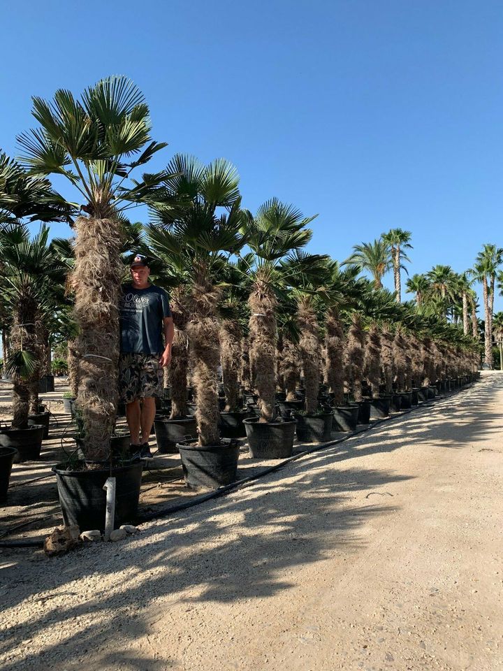 Trachycarpus wagnerianus Beste Hanfpalme Stammhöhe 100cm in Recklinghausen