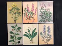 Arzneipflanzen - Postkarten aus der Sammlung Dr. Willmar Schwabe Hessen - Fulda Vorschau