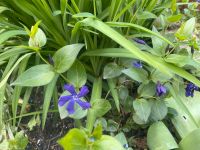 Ableger Bodendecker Vinca major Brandenburg - Schildow Vorschau