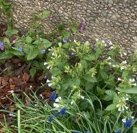 Pulmonaria officinalis Lungenkraut rosa- blau- lila, weiß Bayern - Gunzenhausen Vorschau