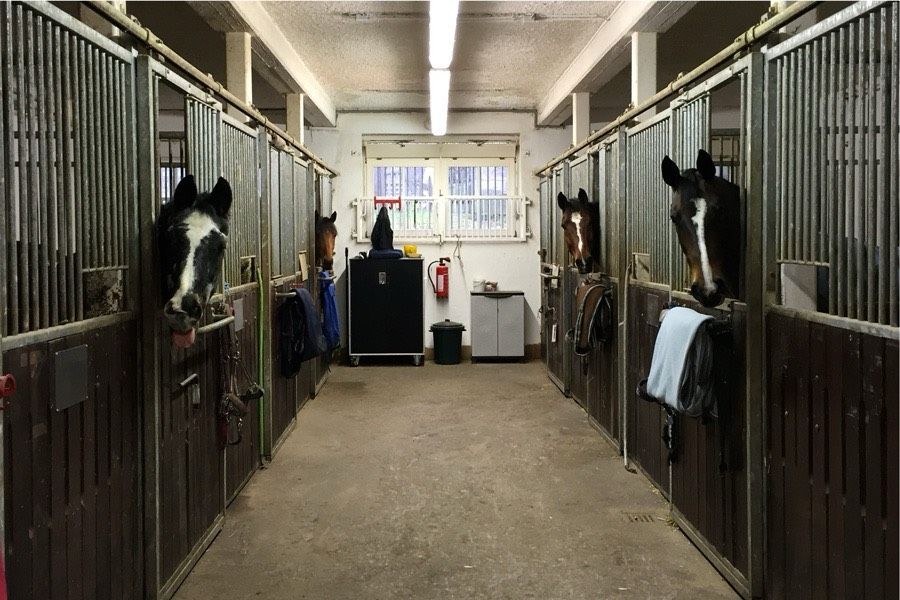 Pächter, Betriebsleitung, Reitlehrer, Pfleger für Reitanlage in Bad Kissingen