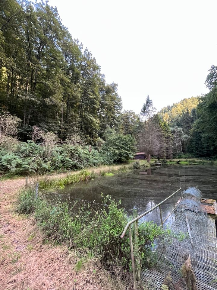 Fischerweiher Trulben/Pirmasens Hilstbach in Hilst