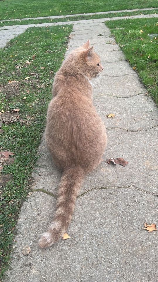 GESUCHT: Kater Jimmy aus 41169 Mönchengladbach in Mönchengladbach