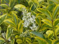 Ligustrum oval. Aureum / goldbunter Liguster Heckenpflanzen Nordrhein-Westfalen - Barntrup Vorschau