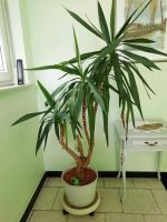 Yucca Palme 150 cm ‼️ Saarland - Dillingen (Saar) Vorschau