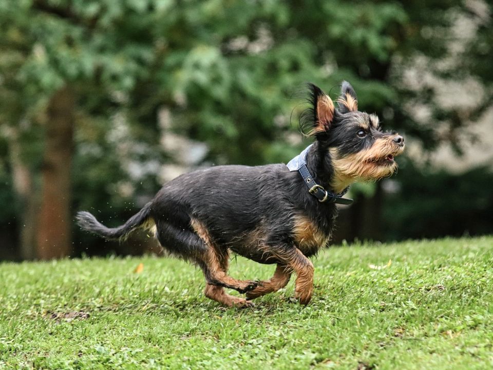 Hundefoto-Shootings im Park | Tierfotografie Fotograf Hund in Regensburg