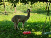 Kindergeburtstag bei den Alpakas Bayern - Wolnzach Vorschau