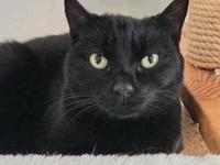 Senioriger Schmusekater Ciel sucht liebes Zuhause *Tierschutz* München - Thalk.Obersendl.-Forsten-Fürstenr.-Solln Vorschau