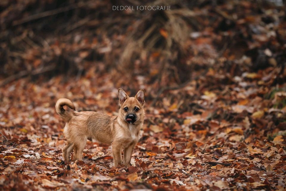 Hundeshooting / Naturliebe / Tierfotografie in Nümbrecht