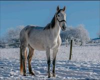 Spanier Stute Cruzado Lusitano 12 Schimmel Rheinland-Pfalz - Baumholder Vorschau