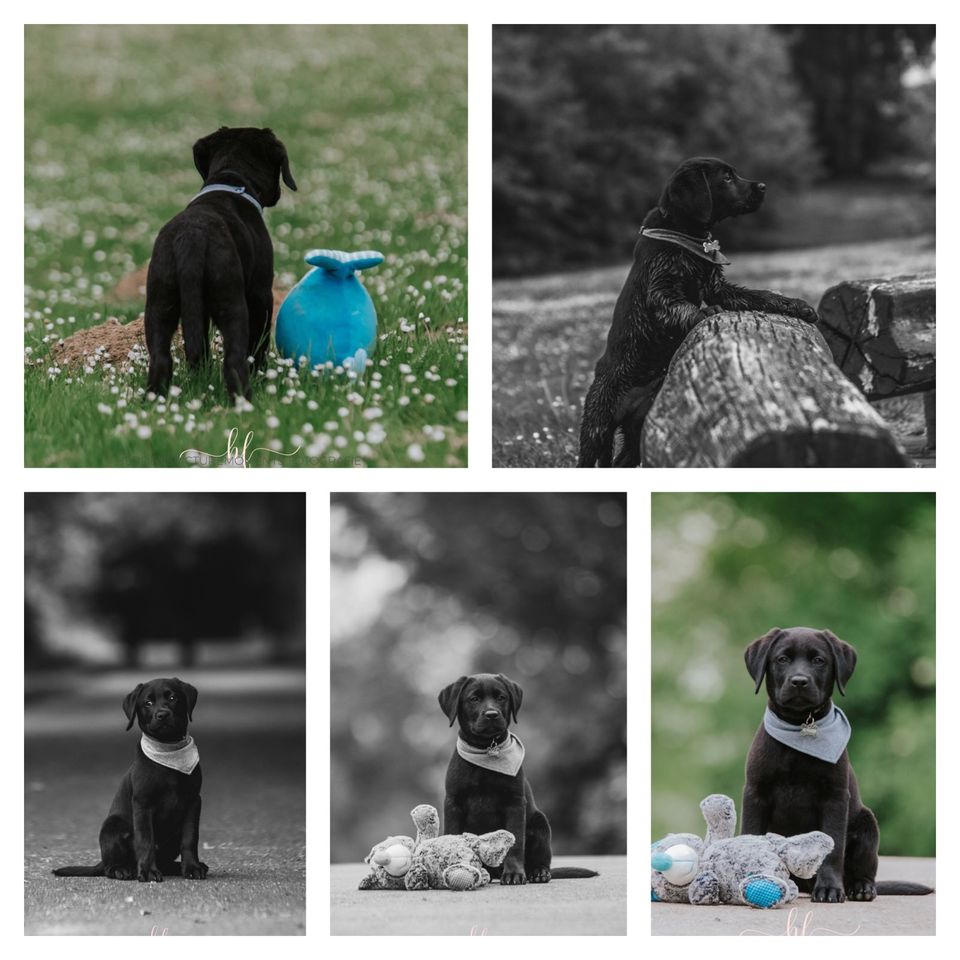 Hundeshooting/Fotoshooting/Vierbeiner in Lengede