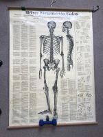 Poster: Röntgen-Tafel des Human-Skeletts Kiel - Ravensberg-Brunswik-Düsternbrook Vorschau