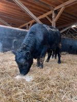 Welsh Black Kuh Genetisch Hornlos Baden-Württemberg - Sölden Vorschau