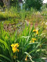 Pflanzen für Gartenteich Bayern - Bischofsgrün Vorschau