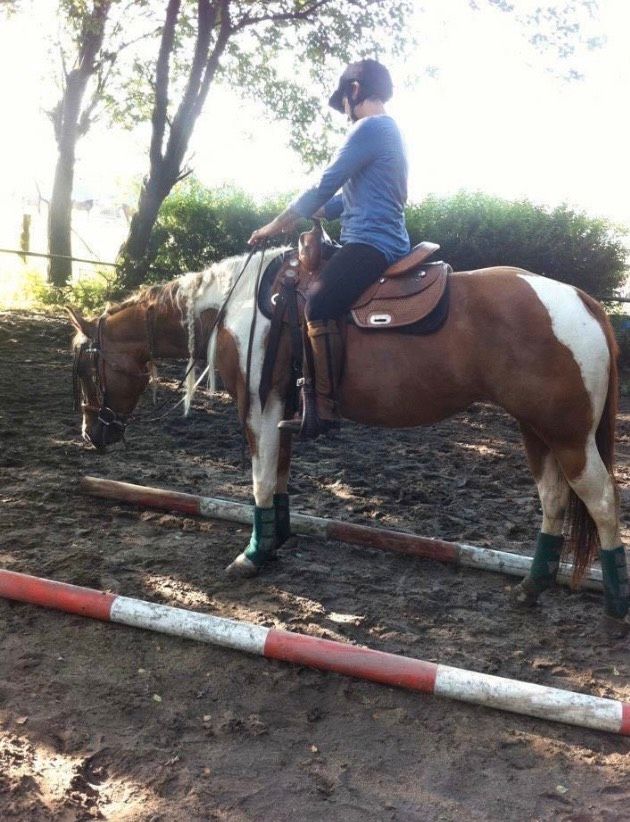 Kurse Reitunterricht Pferde Training Tierpsychologie Fitness in Essen