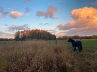 Suche: Haus, Hof, Resthof mit Pferdehaltung zum Kauf oder Miete Niedersachsen - Bomlitz Vorschau