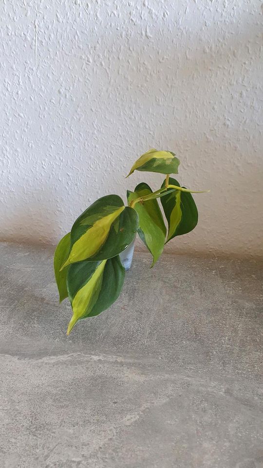 Zimmerpflanze Philodendron Brasil variegat Hängepflanze in Magdeburg