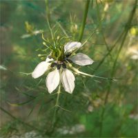 Samen_ Nigella_Jungfer im Grünen_weißblau_ !!! Rostock - Kröpeliner-Tor-Vorstadt Vorschau