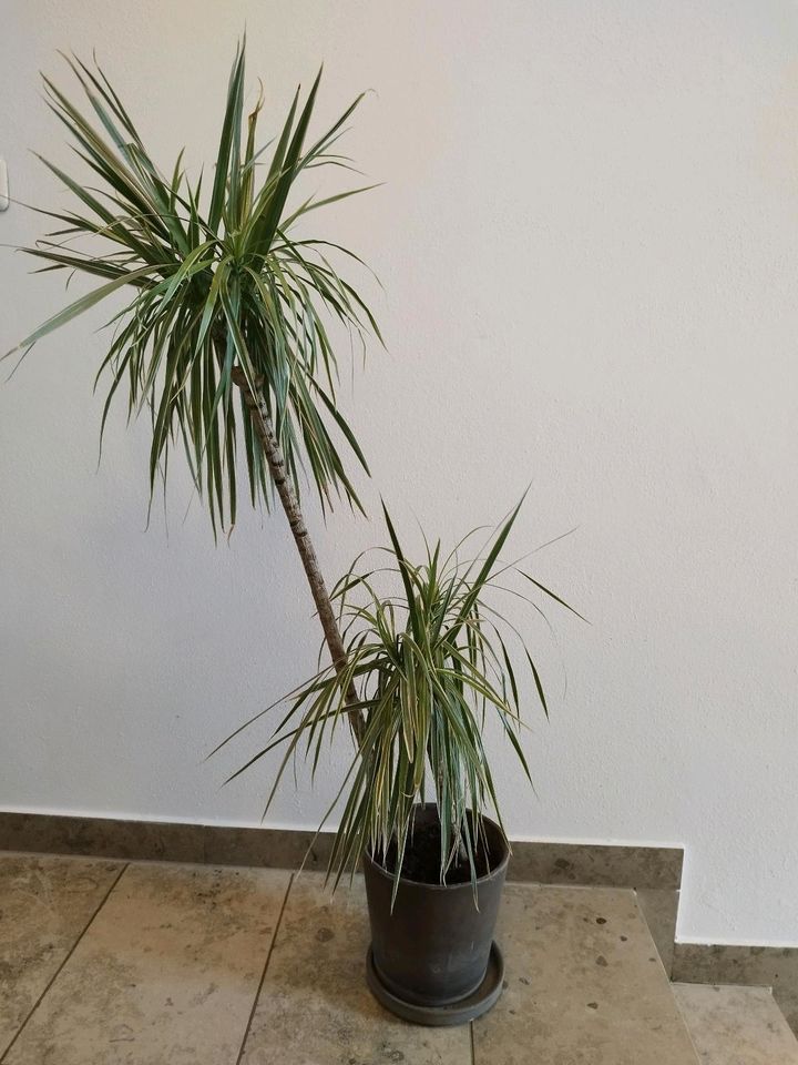 Drachenbaum - Dracaena Marginata Bicolor -Palme in Wertingen