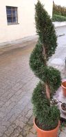 Thuja Pyramiden geschwungen Zypresse Spirale Bayern - Güntersleben Vorschau