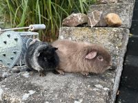 2 Meerschweinchen Böckchen ❤️ Rheinland-Pfalz - Dreis Vorschau