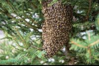 Bienen Bienenschwarm Imker Niedersachsen - Oyten Vorschau