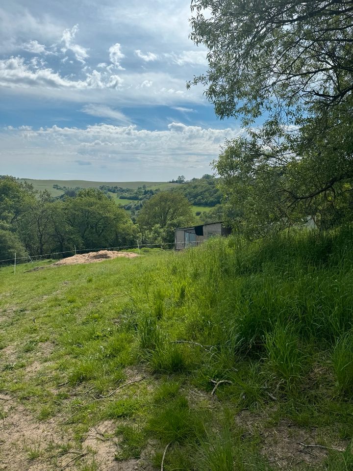 Stall mit Land zu verpachten in Freisen