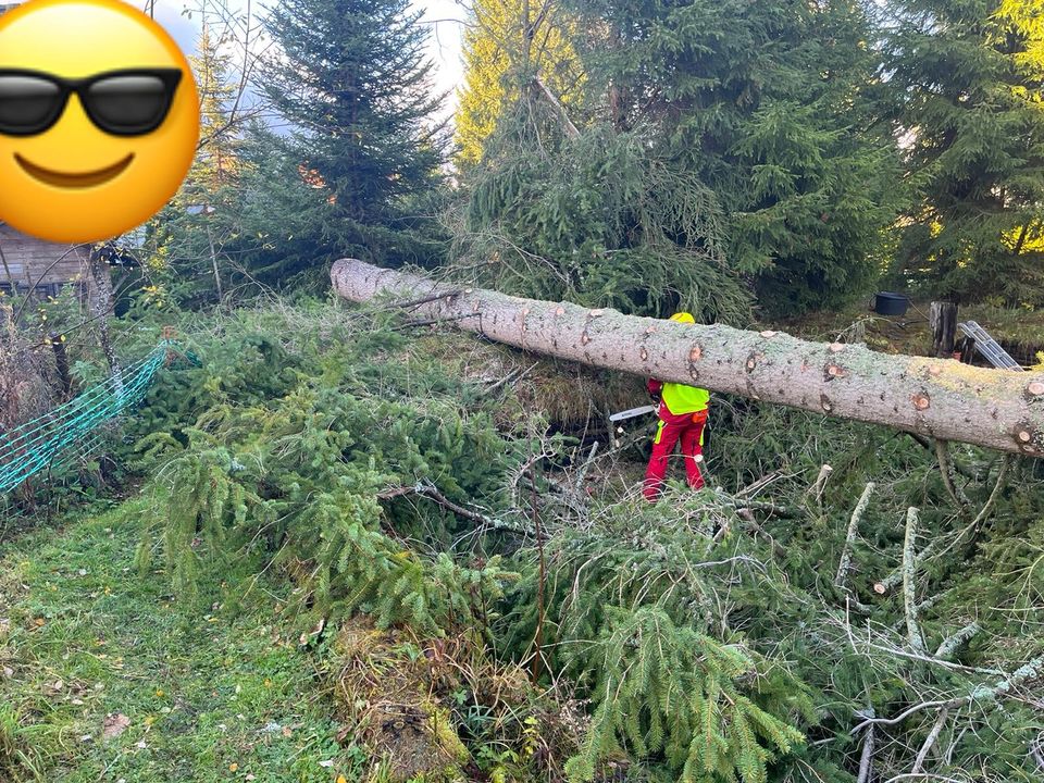 Problem - Baumfällung, Spezial - Baumfällung in Lenzkirch