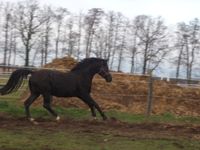 Geben Pferdemist an Abholer kostenlos ab Brandenburg - Herzberg/Elster Vorschau